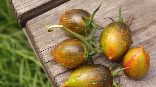 ripe organic varietal tomatoes of original shade and shape close-up