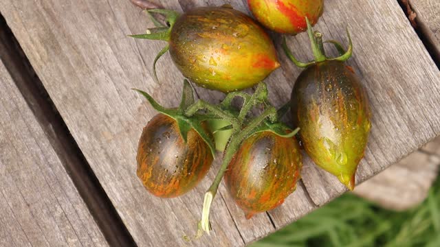 ripe organic varietal tomatoes of original shade and shape close-up