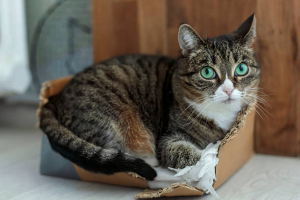 istock Adorable cat lying on the paper box at home 1929881094
