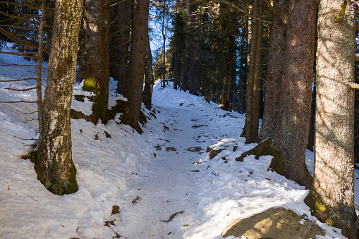 This landscape photo was taken in Europe, in France, Rhone Alpes, in Savoie, in the Alps, in winter. We see the undergrowth in the Mont Blanc massif, under the Sun.