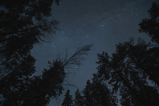 Night scene of Estonian nature, winter forest trees against the background of the starry sky and milky way in night forest. High quality photo