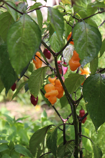 hot pepper of rare varieties of unusual colors in the growth stage on a bush in the summer in the garden close-up