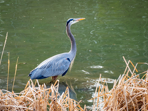 Elegant heron poised at the waterâs edge, surveying the tranquil green expanse.