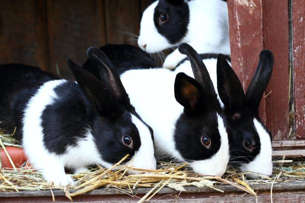 Free picture: young, domestic, white, black, rabbits