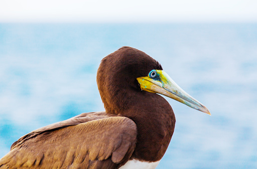 Pelican on the Seven Mile Bridge, Florida Keys, USA