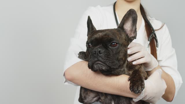 A woman veterinarian holds a cute French bulldog in her arms on a light background. The concept of medical examination of animals and caring for them.