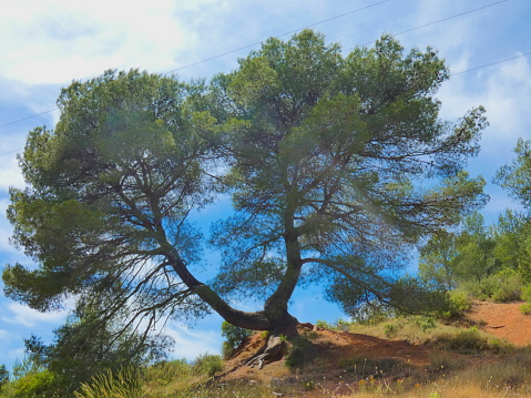 Photo of a magnificent tree that separates at the base of the trunk and looks like siamese trees. This photograph was taken in Provence near Aix en Provence.