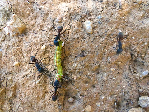 Magnificent photo of a fight between ants and a caterpillar. This macro photography was taken in the nature of Provence.