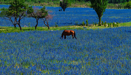 Horse grazing in a picturesque summer meadow with blue flowers
