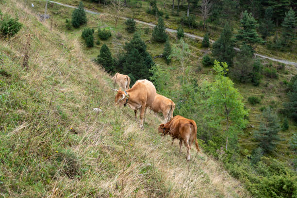 A small herd of cows grazing quite easily on a steep slope. In the background below you can see trees and a road.