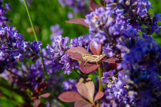 wild flowers