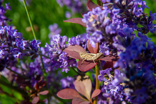 A grasshopper sitting on a red flower with red leaves. In the background you can see lavender plants and green leaves. The sun is shining in the background.