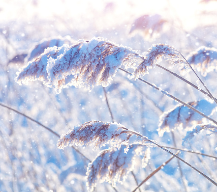 Winter landscape. Delicate natural background. Beautiful winter scene