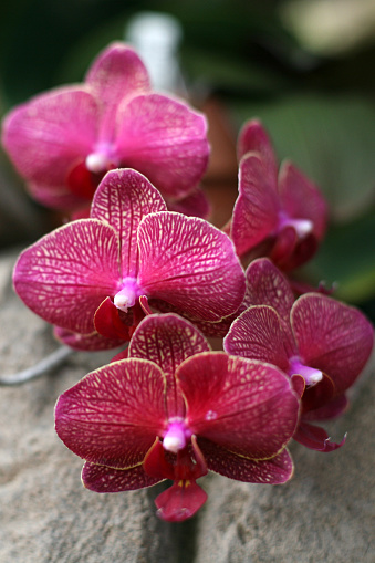 Purple red veined Phalaenopsis, moth orchid Blake in flower.