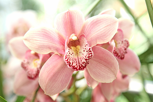 Pink striped Cymbidium orchid with a red and white lip, commonly known as boat orchids in flower.