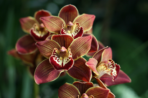 Red and yellow striped Cymbidium orchid, commonly known as boat orchids Highland Hill in flower.