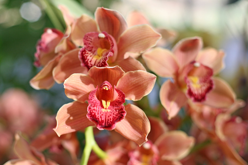 Orange and pink Cymbidium orchid with a pink red lip, commonly known as boat orchids in flower.