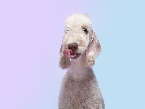 Bedlington Terrier