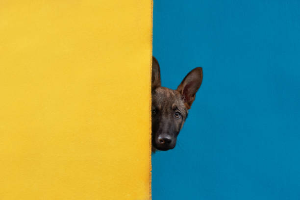 istock funny dog peeks out on a blue-yellow background. 1929908370