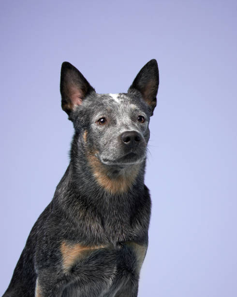 istock australian heeler on a blue background 1929908840