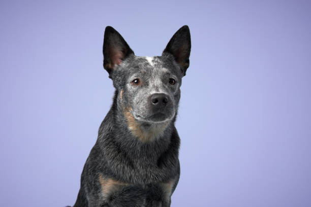 istock australian heeler on a blue background 1929908904