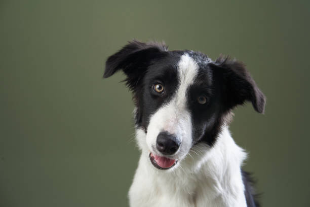 istock funny dog. Happy Border Collie curve muzzle 1929908910