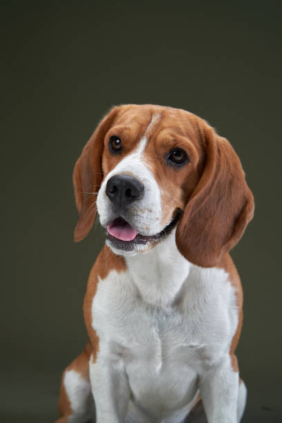 istock portrait on a green background. Funny Beagle 1929908911