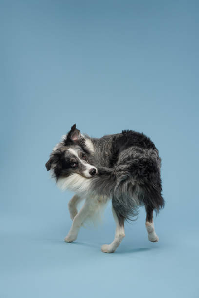 istock dog holding his tail, blue marble on a blue background. Obedient border collie 1929908913