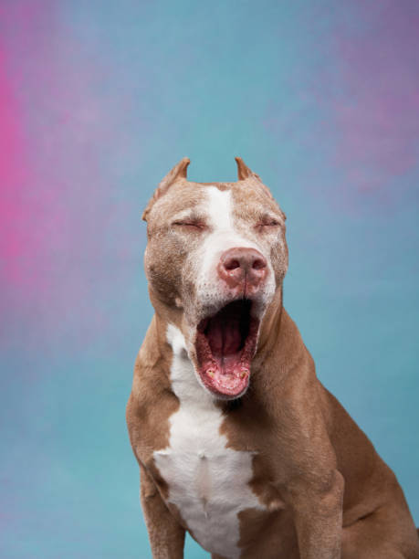 istock dog with gray hair. An old pit bull terrier on a colored background 1929908941