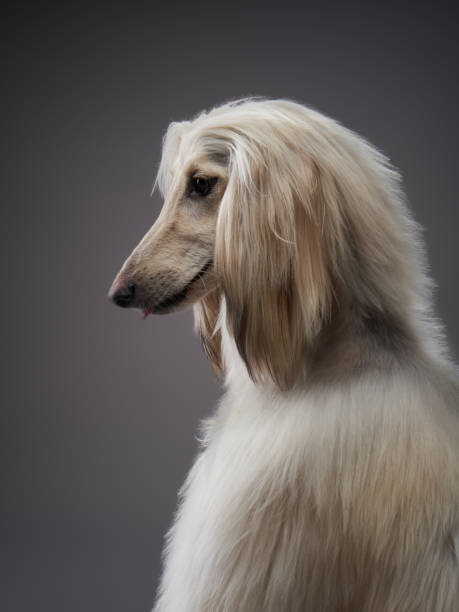 istock funny dog on a gray background. Afghan Hound in studio 1929908948