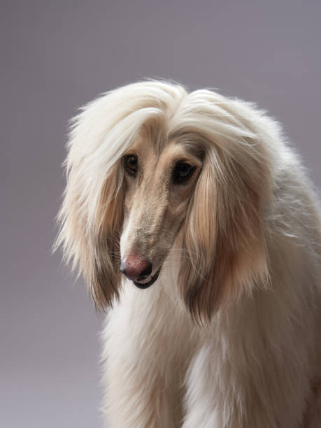 istock funny dog on a gray background. Afghan Hound in studio 1929908955