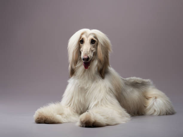 funny dog on a grey background. Fawn Afghan Hound in studio