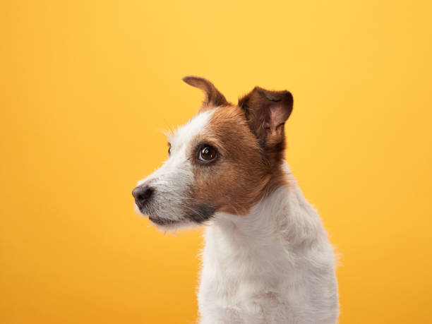 cute dog on a yellow background. jack russell terrier - terrier jack russell imagens e fotografias de stock