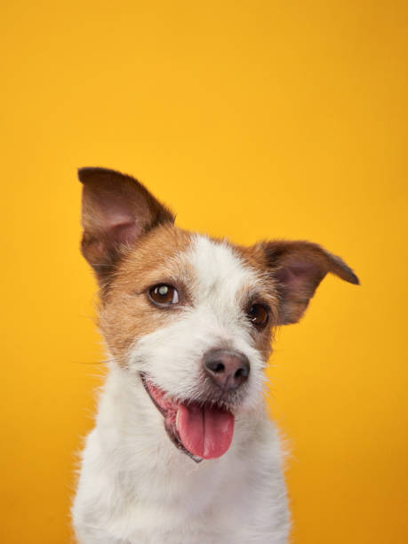 istock Cute dog on a yellow background. Jack Russell Terrier 1929909477