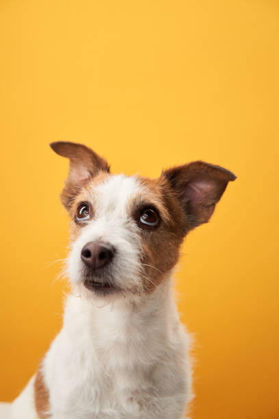 istock Cute dog on a yellow background. Jack Russell Terrier 1929909485