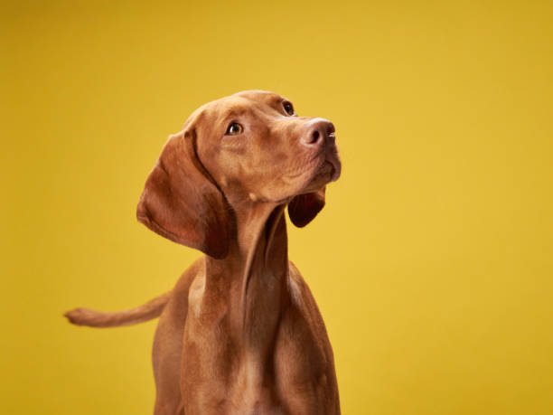 istock dog on on a yellow background. Charming Hungarian Vizsla 1929909486