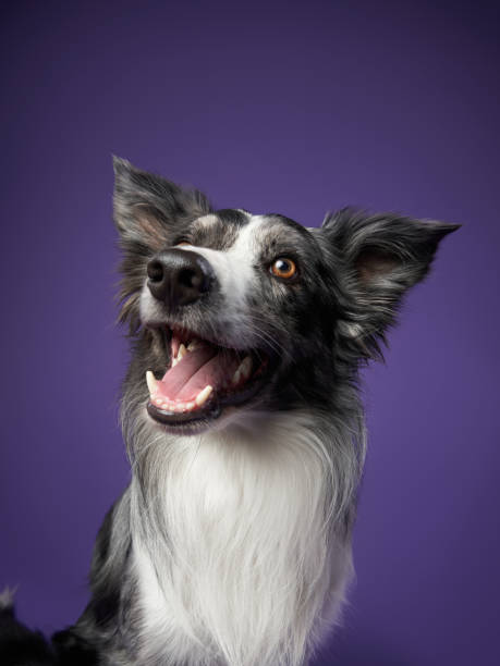 istock funny dog on purple background. Border collie with crooked muzzle, wide angle, 1929909498