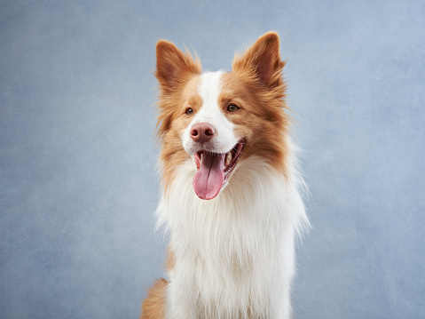 Happy dog on a blue background. border collie funny muzzle in studio