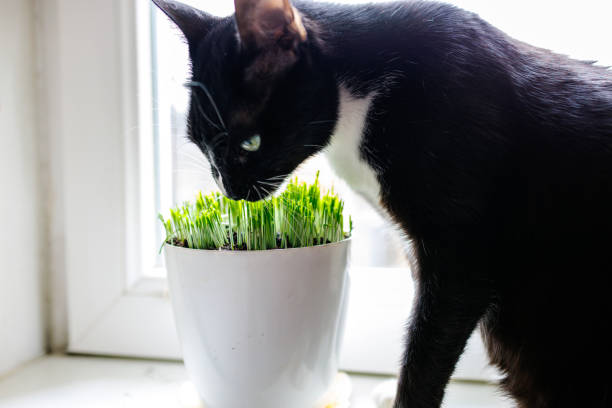 istock Tuxedo Cat Is Eating A Wheat Grass 1929910055
