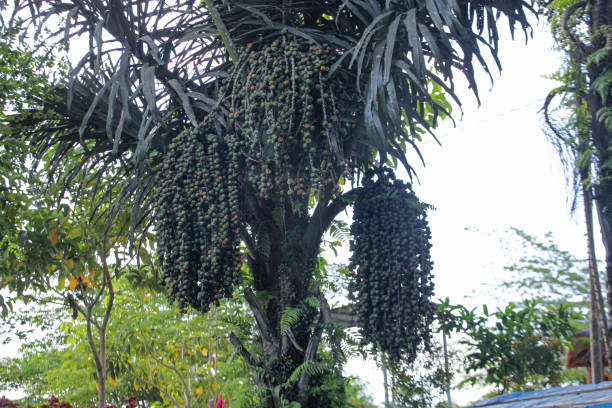 istock Arecaceae on tree in the forest. Tropical plant. 1929915342