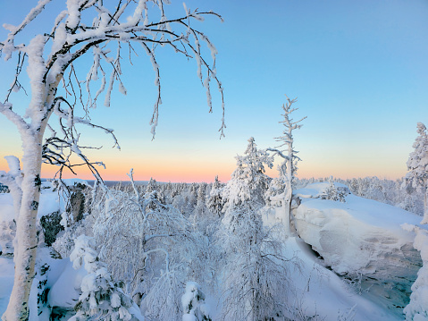 Amazing winter snow-covered mountain forest, a narrow strip of pink sunset, a birch tree in the foreground. The harsh nature of the north, the trees in the snow.