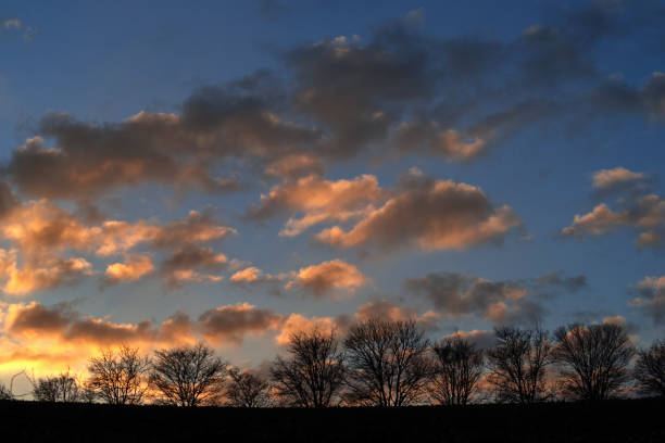 row of trees against cloudy sky at sunset
