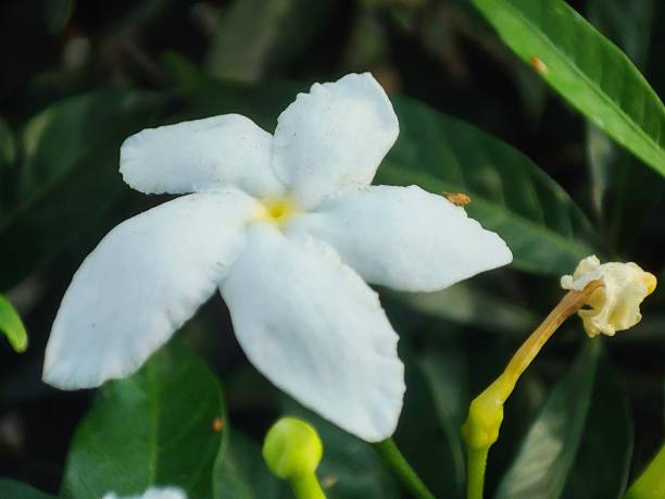 istock Tabernaemontana divaricata, commonly called pinwheel flower, crape jasmine 1929922153