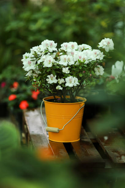 Two small potted plants growing on white table against isolated black background