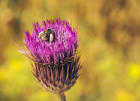 Special bee on thistle flower