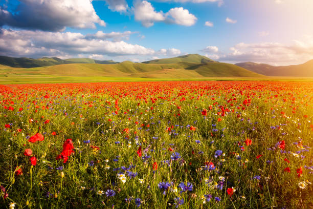 istock Wild flowers in a summer meadow in mountain valley 1929931678