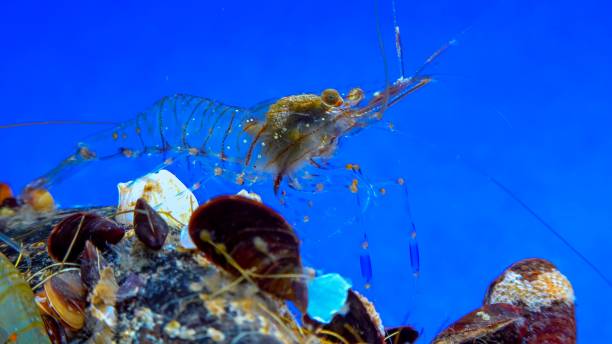 istock Rockpool shrimp (Palaemon elegans), crustacean underwater 1929933857