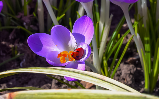 Ladybug beetle on a flower, Garden crocuses bloom in spring in the botanical garden