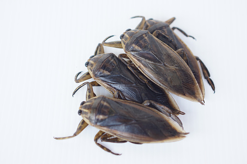 Giant water bugs or pimps on white background. Pimp has a unique smell that can be used to flavor food. Concept, weird and edible insect. Food ingredient in Thailand.