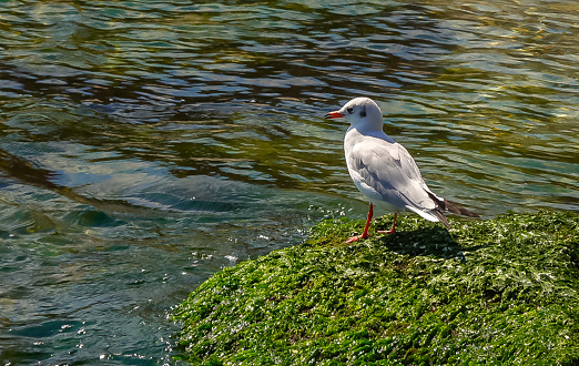 A seagull sits on a stone overgrown with green algae in Odessa